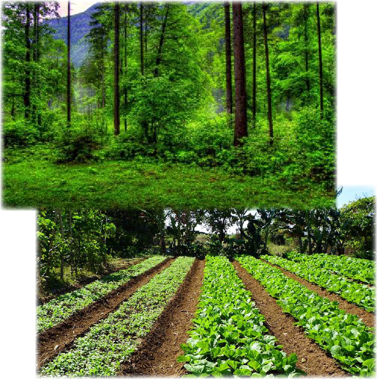 images of picking harvest